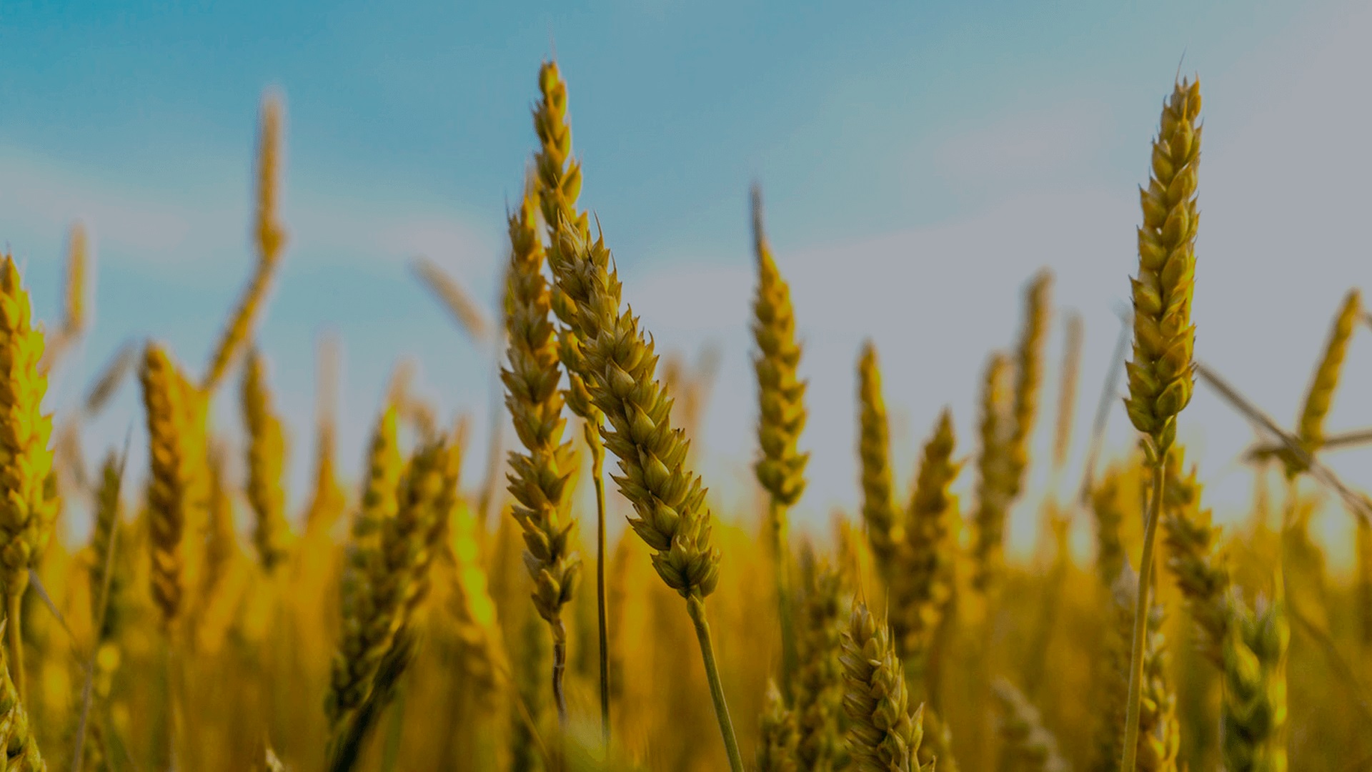 agro indústria